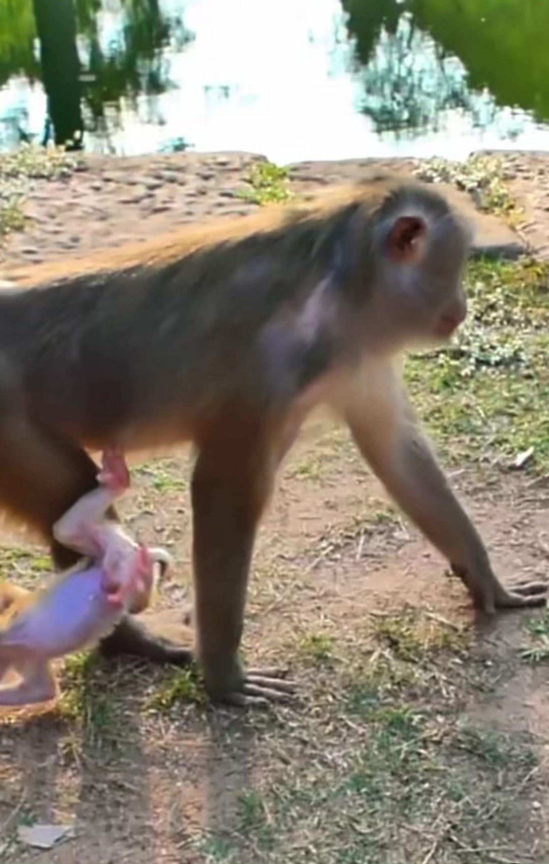 @monkey masaou1234