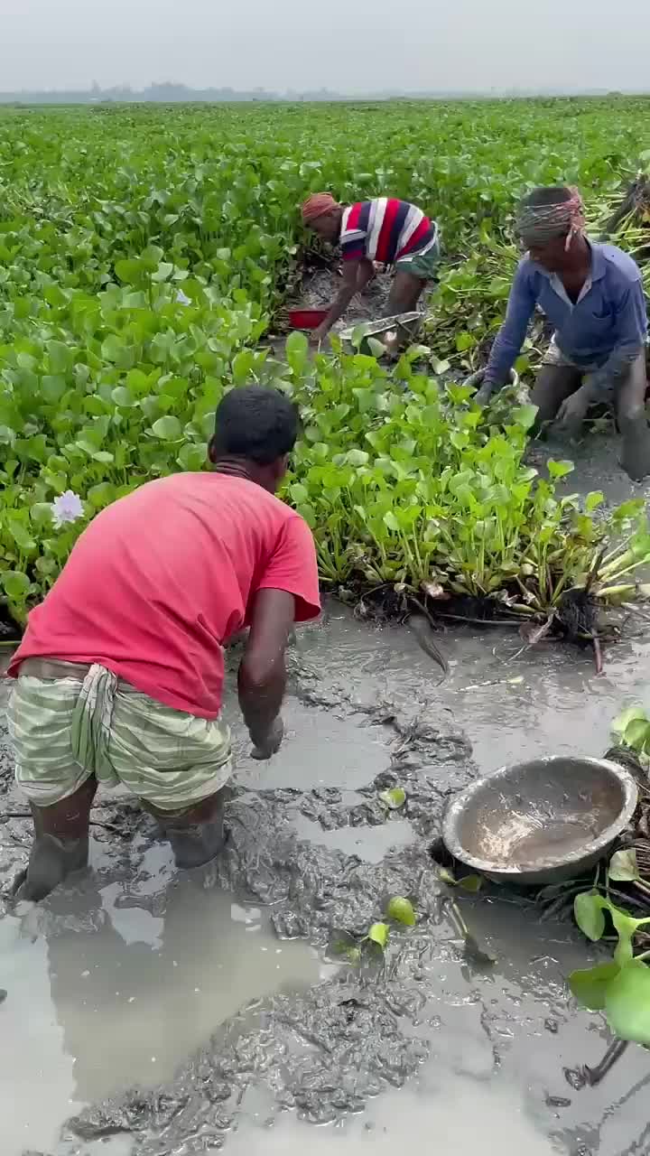 @❤️🅡🅐🅝🅐❤️`ঝরা পাতাシ❤️