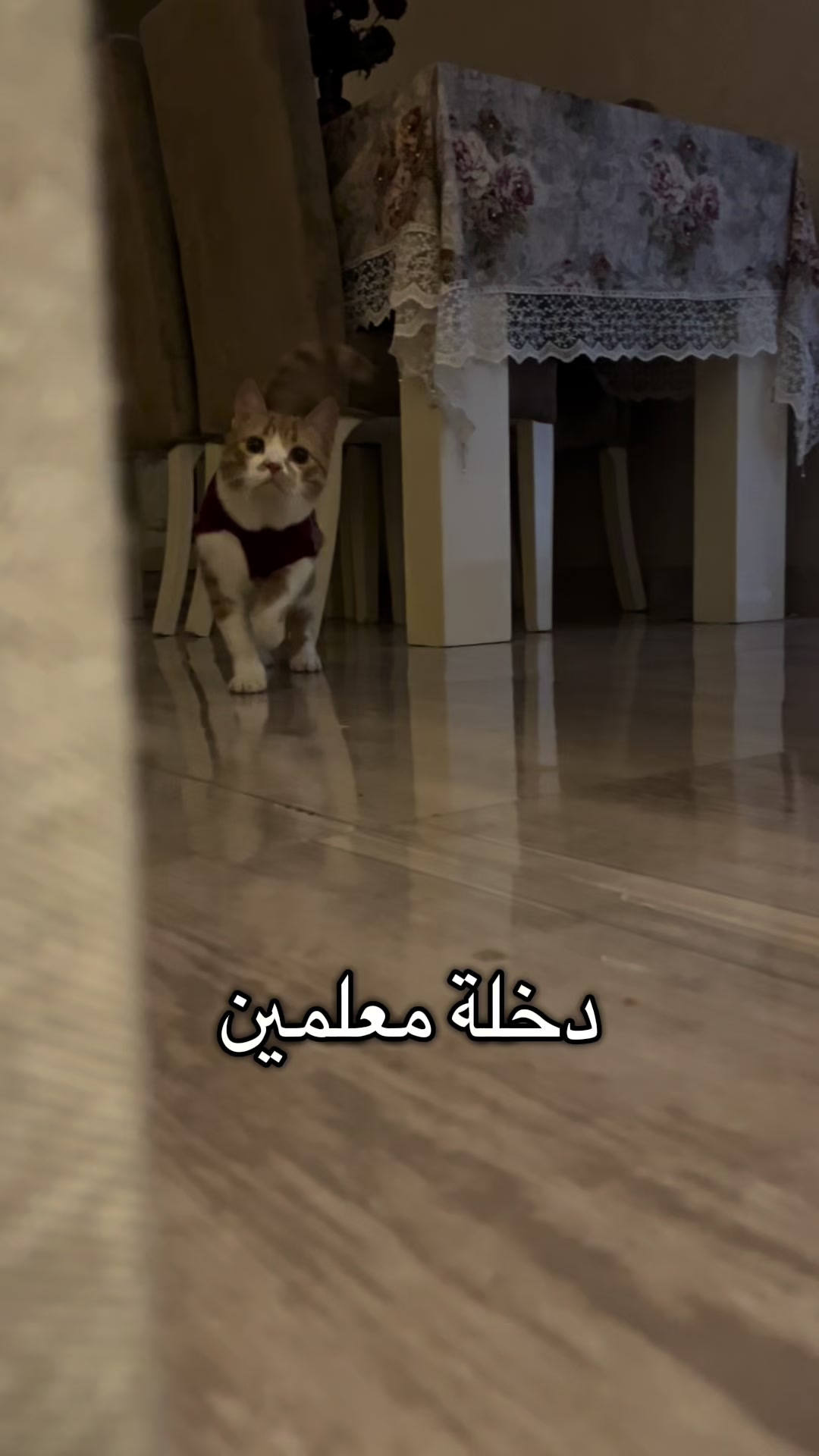@Ahmed Mamdouh