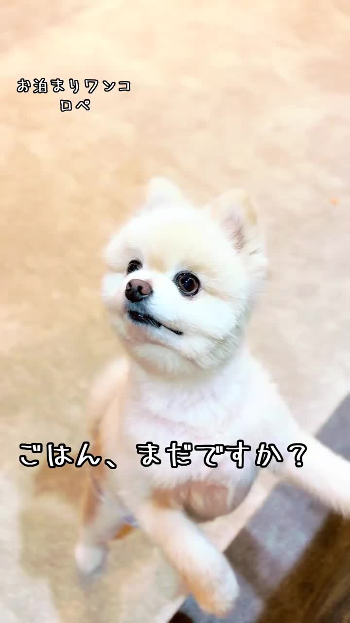 @Wag_nakashibetsu