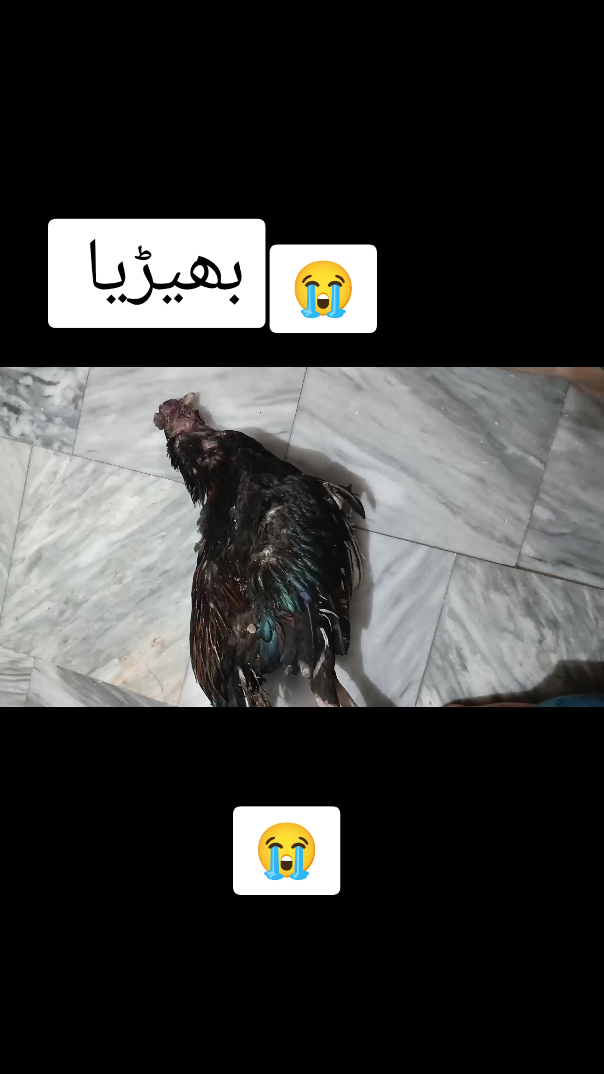 @Sahil Ali
