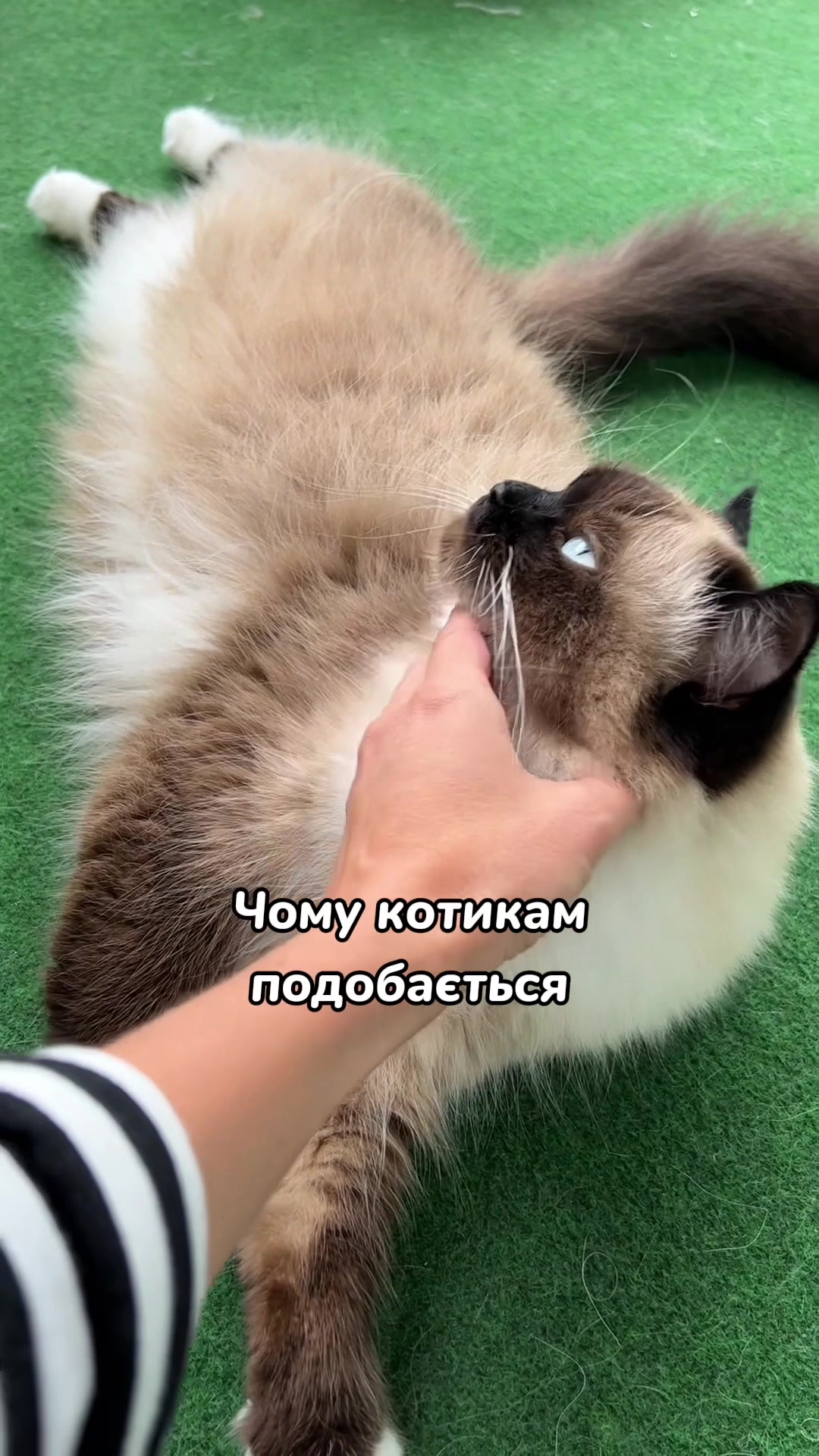 @Місс КІСЯ