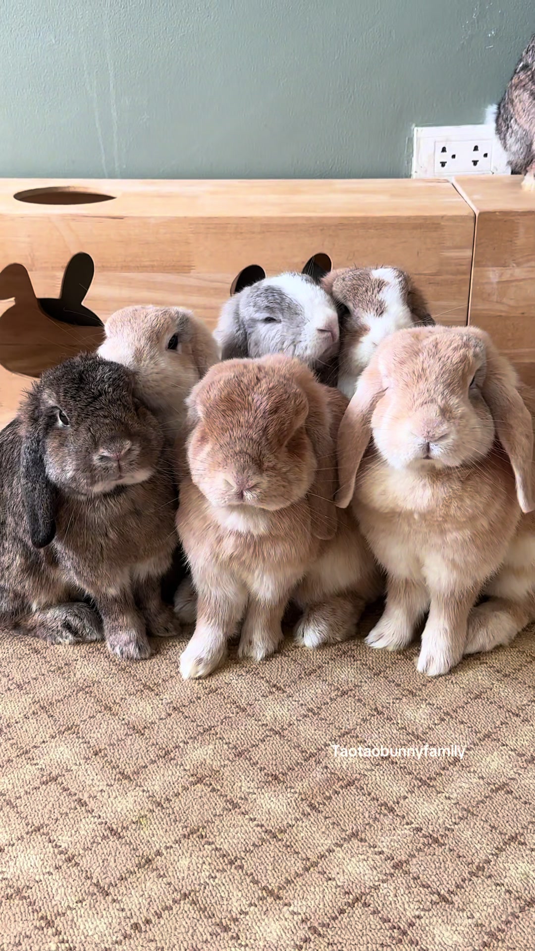 @Taotao Bunnyfamily