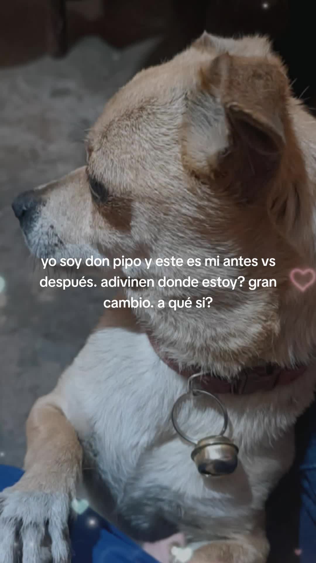 @dulce