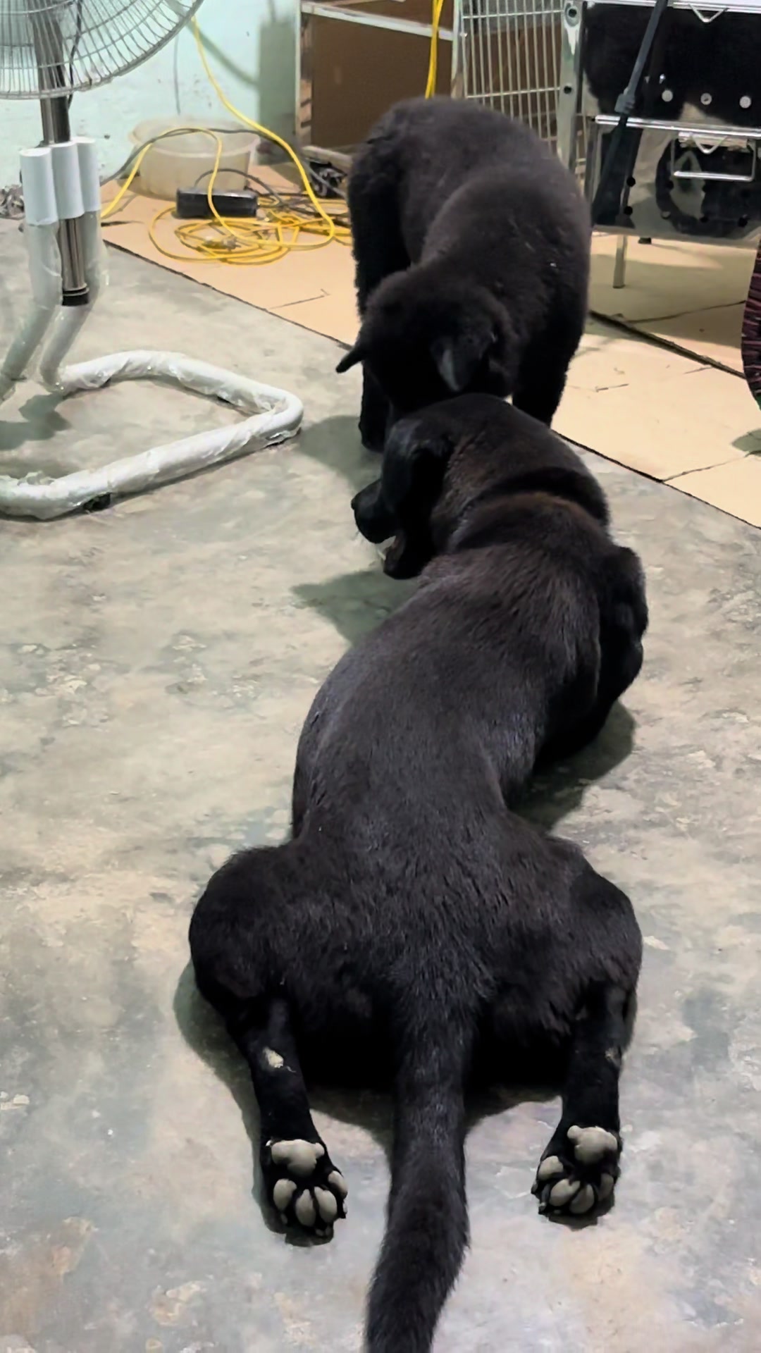 @Khi N&agrave;o Trắng Th&igrave; Đổi T&ecirc;n(Đen)