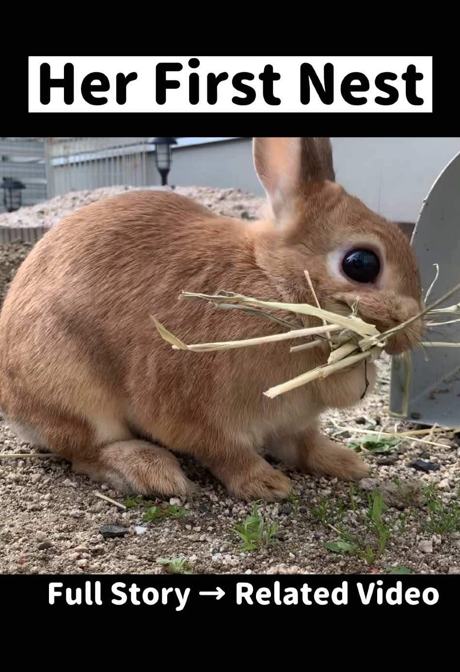 @rabbit man