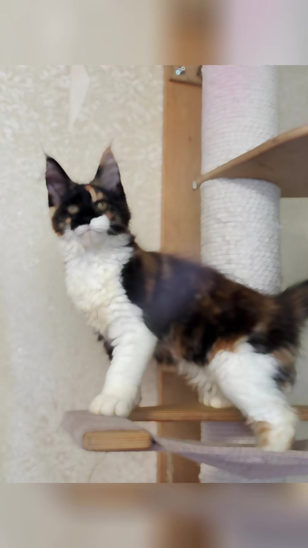 @PARAKENTOS*UA Maine coon