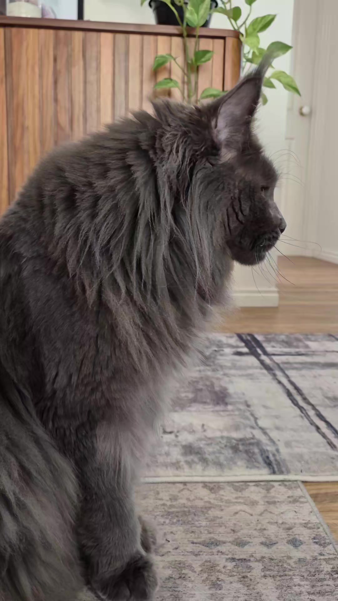 @Ragnar the Maine Coon 🐈