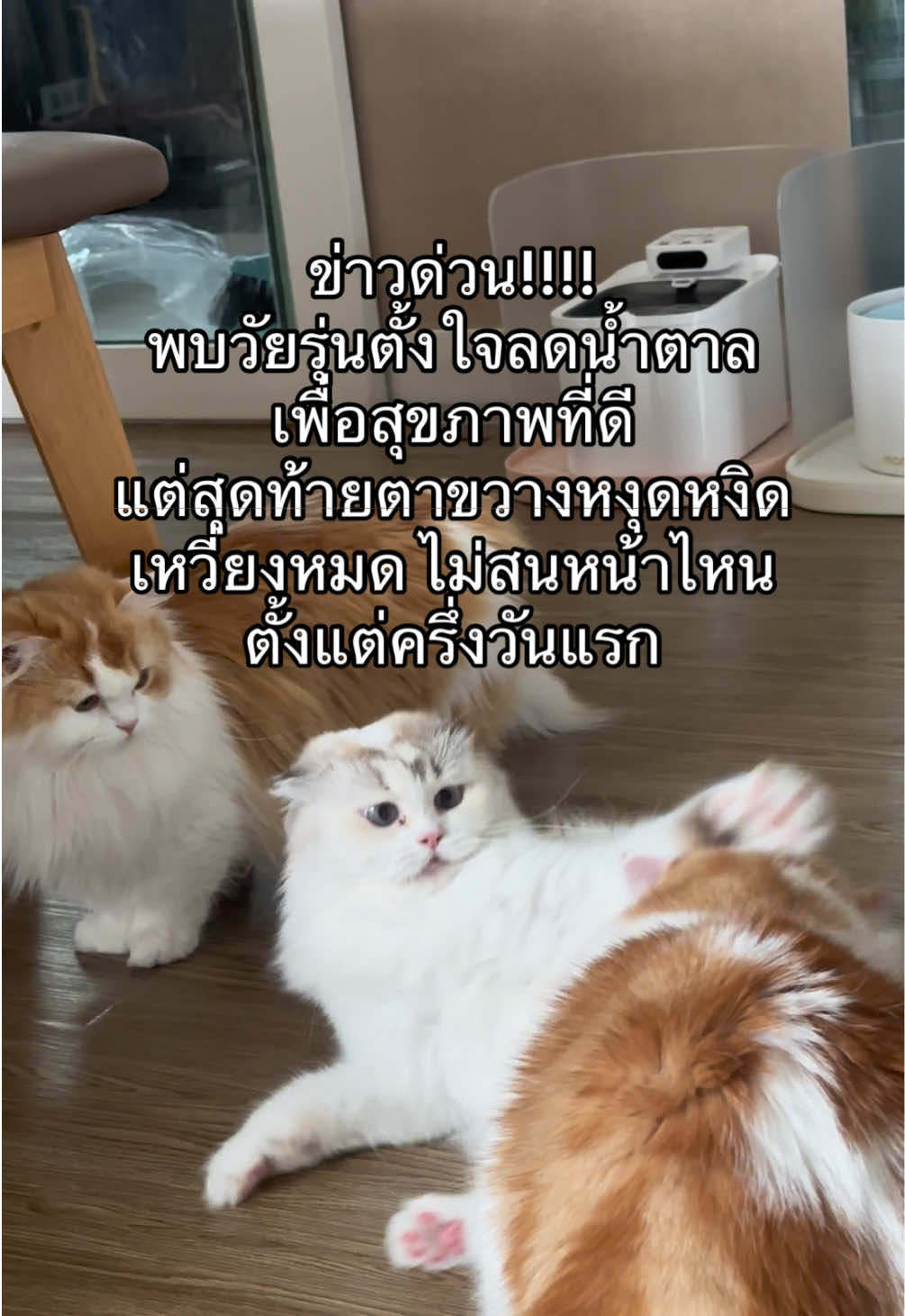 @เยอร์เก้นอยากเป็นดารา