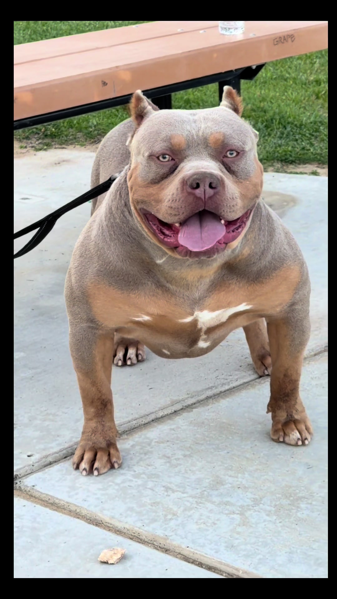 @@Dublinekennels