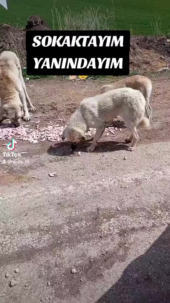 @UMUT BEKLEYEN PATİLER, 🐶💕🐱?