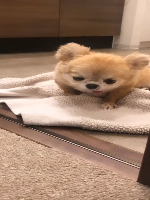 @ichig.8