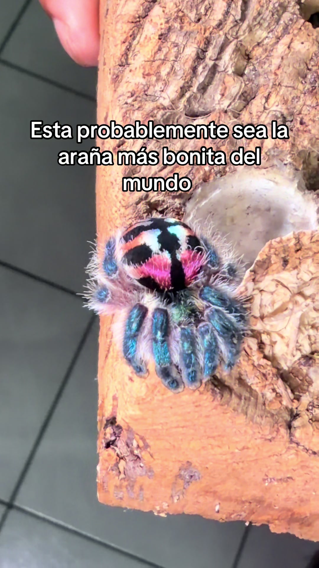 @Jair Herrera 🐆