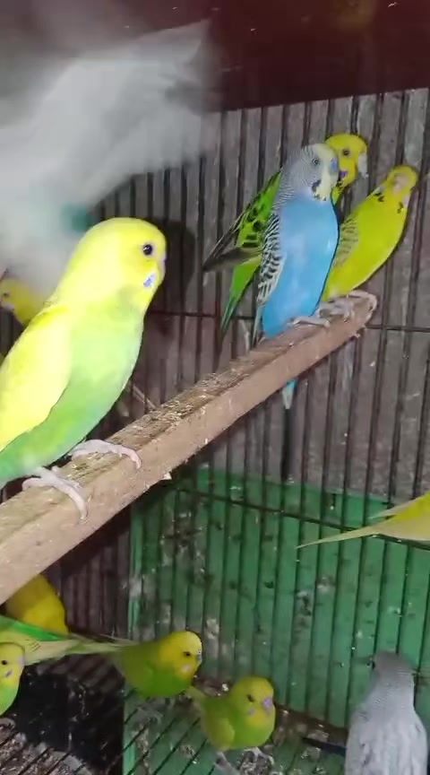 @ROYAL BIRD US