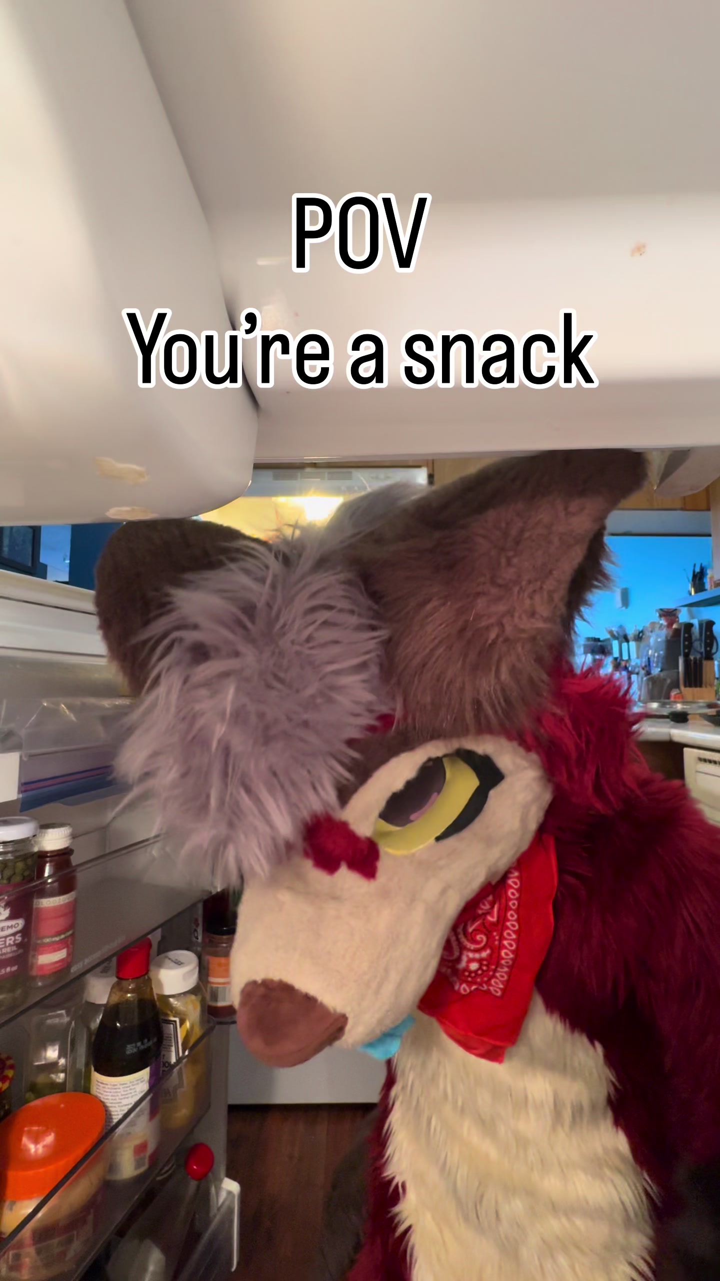 @Fry The Dumb Fox (Official)