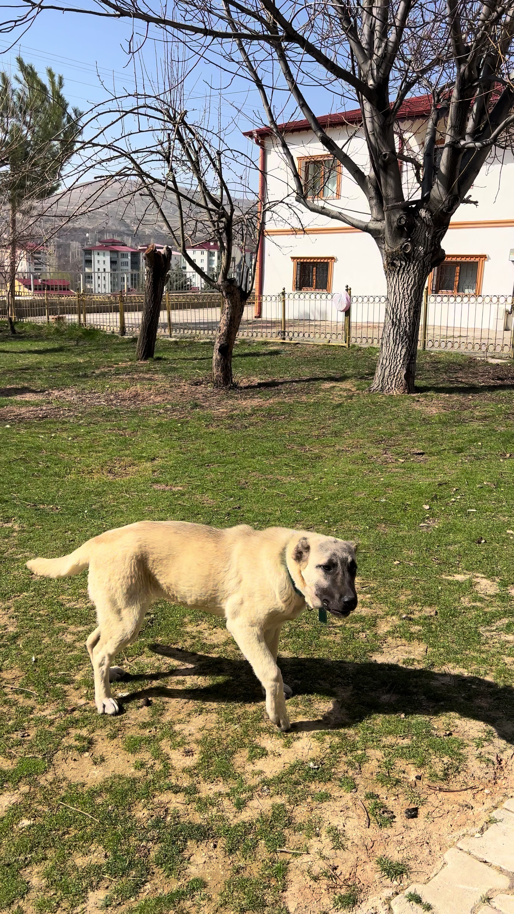 @Gürün.kennels58