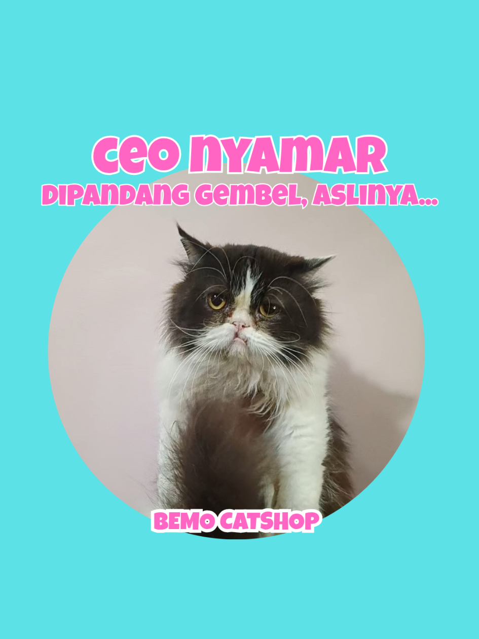@Bemo Catshop