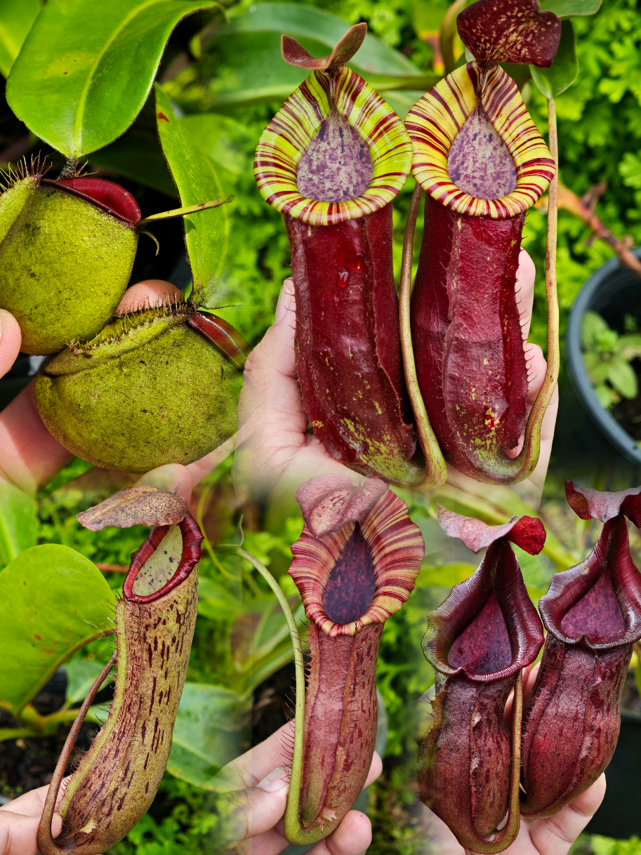 @GSp.Rayong Nepenthes