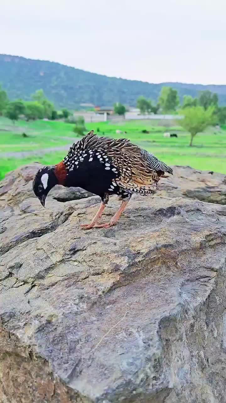 @Birds Lover