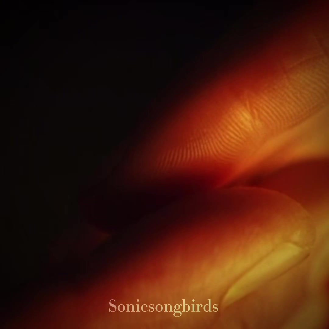@sonicsongbirds