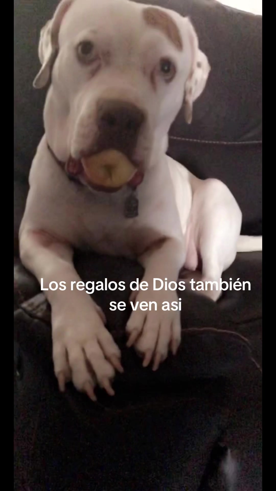 @Curvaspeligrosas33