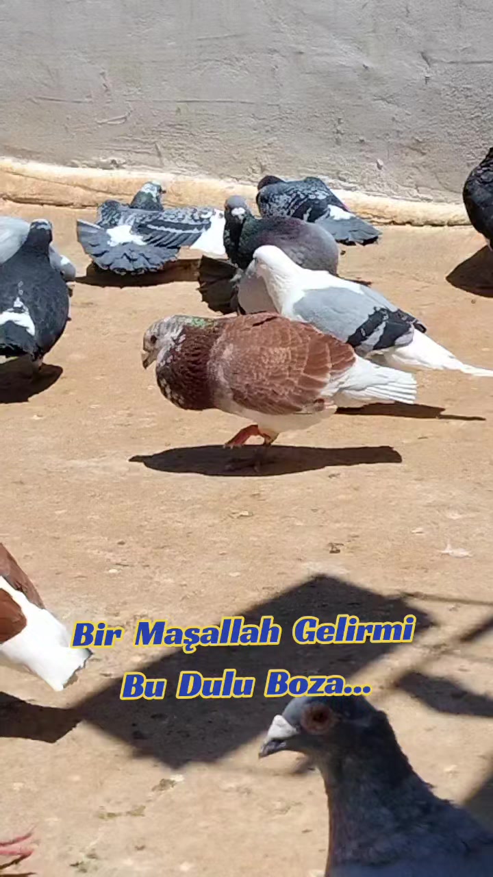 @ÇİLOĞLU KLASİĞİ