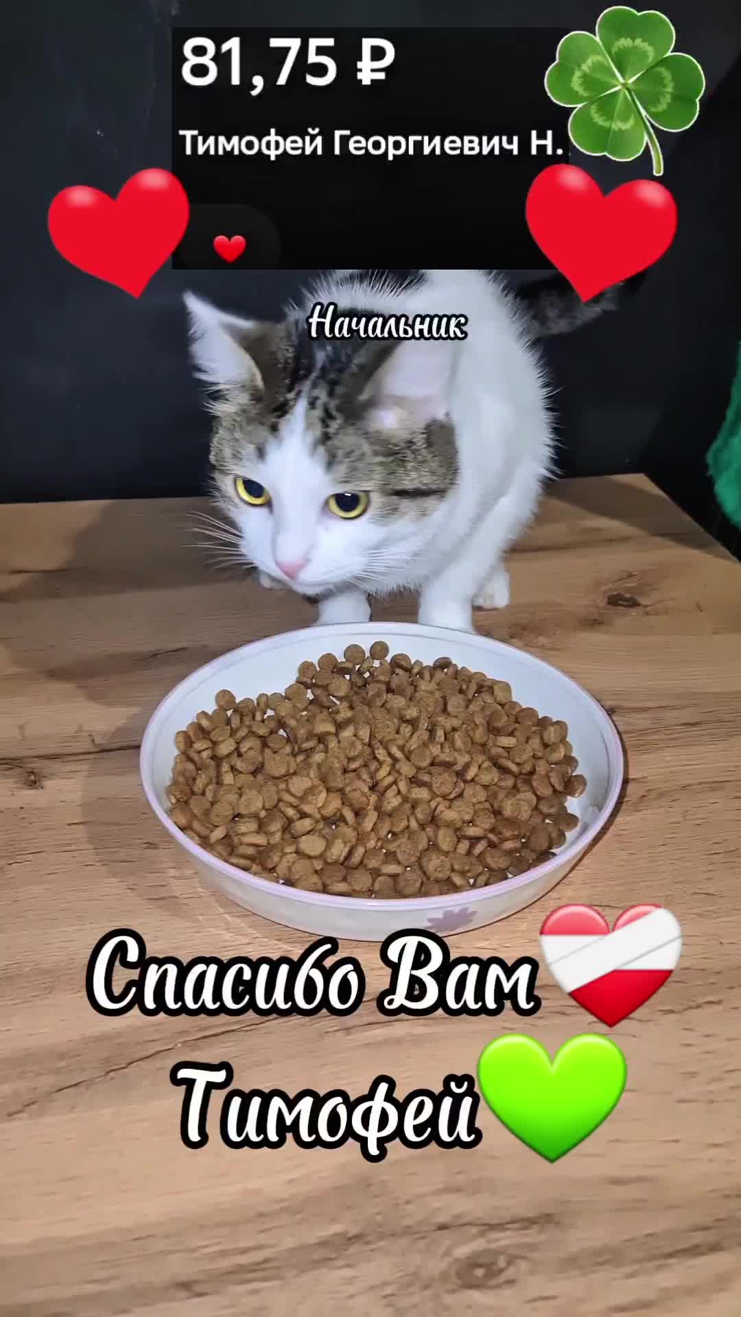@Кошкин Дом