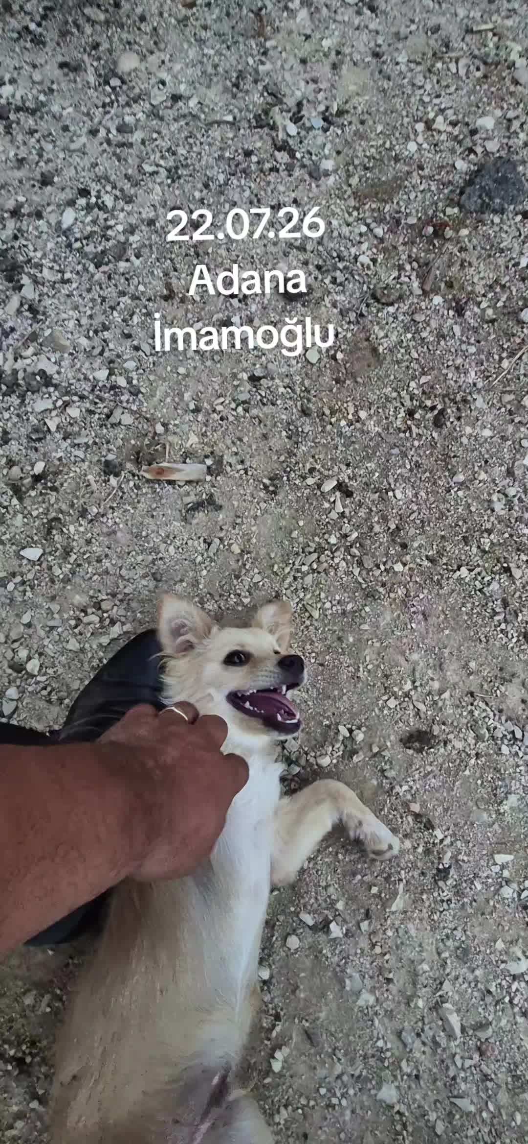 @Mehmet Kaya Adanali