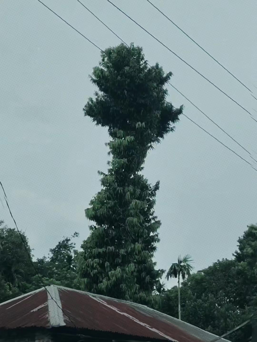 @𝗞𝗼𝘄𝘀𝗮𝗿⎯⎯(⚡