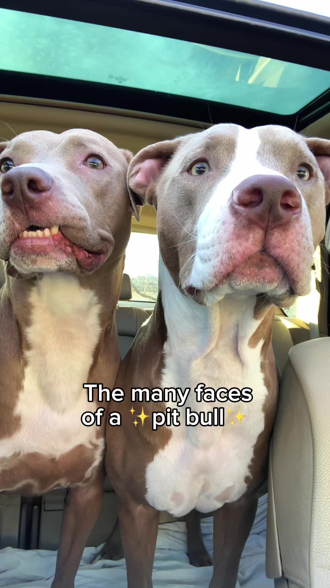 @@knight_thepit
