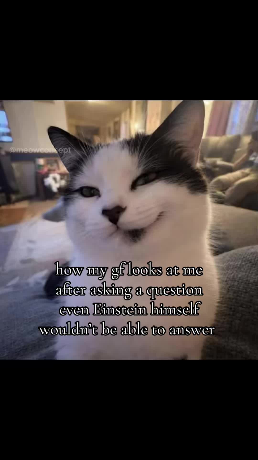 @meowconcept