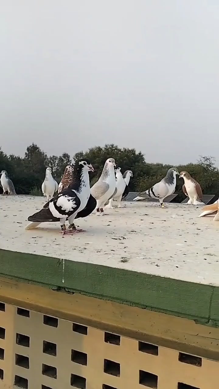 @waheedpegeonLoft