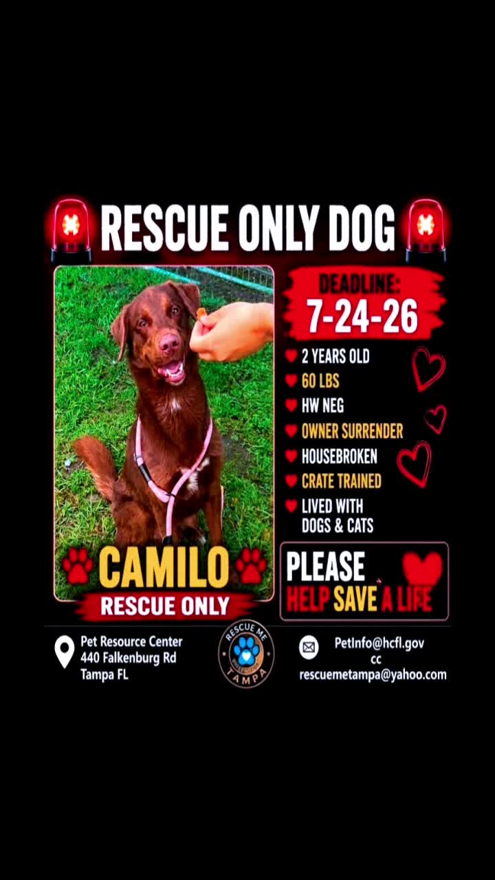 @RescueMeTampa-ShelterDogs