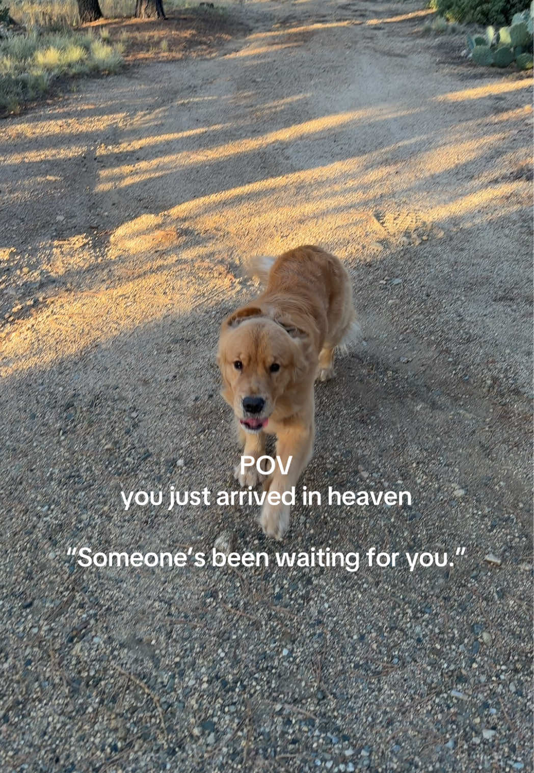 @Romeo the Retriever