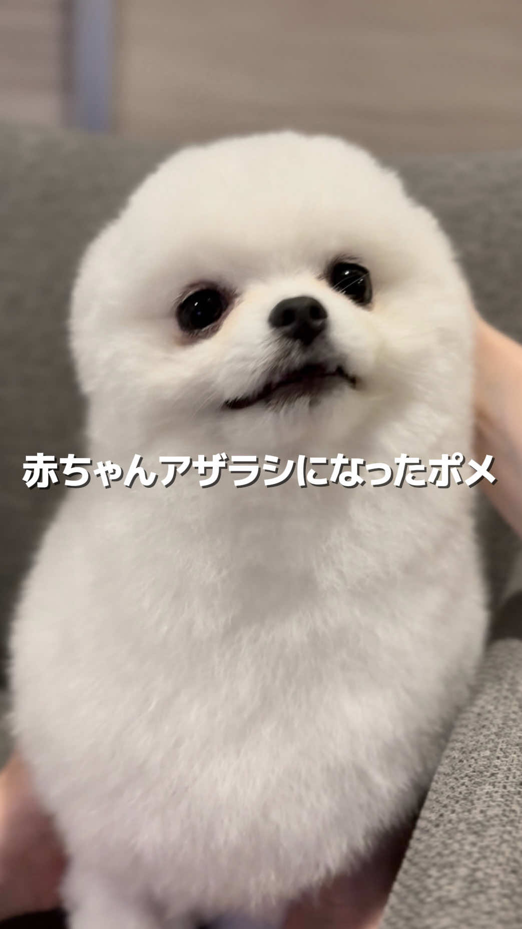 @ポメラニアンのミル🍼
