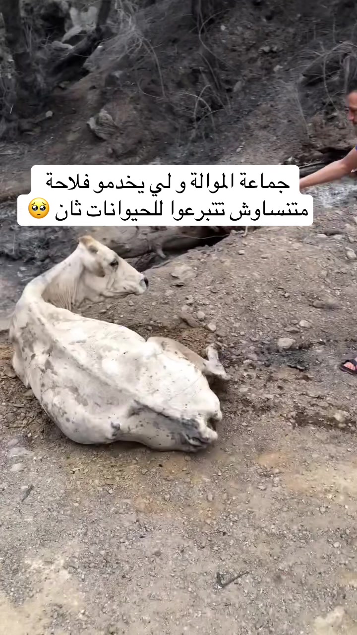 @ky7oll