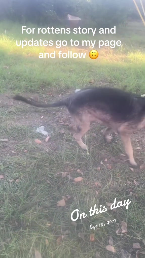 @Doggone_crazy_life