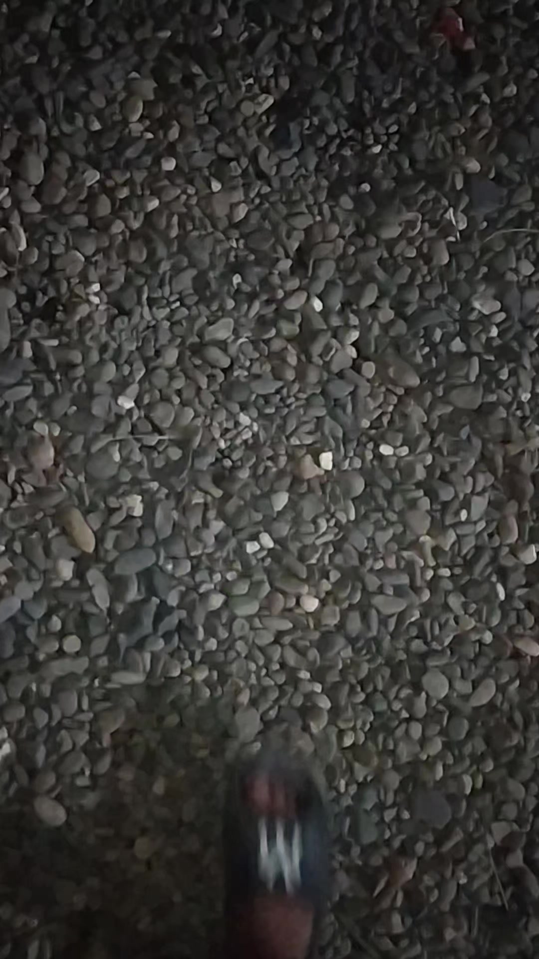 @official_kelinci_spedd