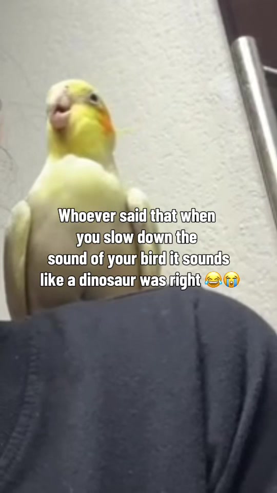 @⋆. 𐙚˚࿔ 🤍🎼🎶🎧𝜗𝜚˚⋆