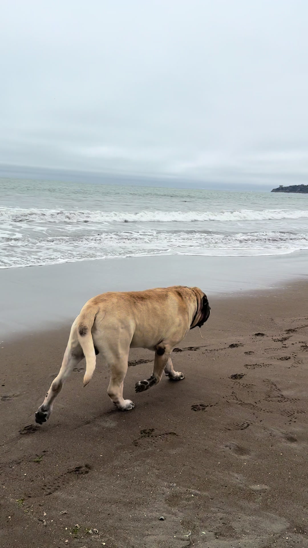 @Fronkythemastiff
