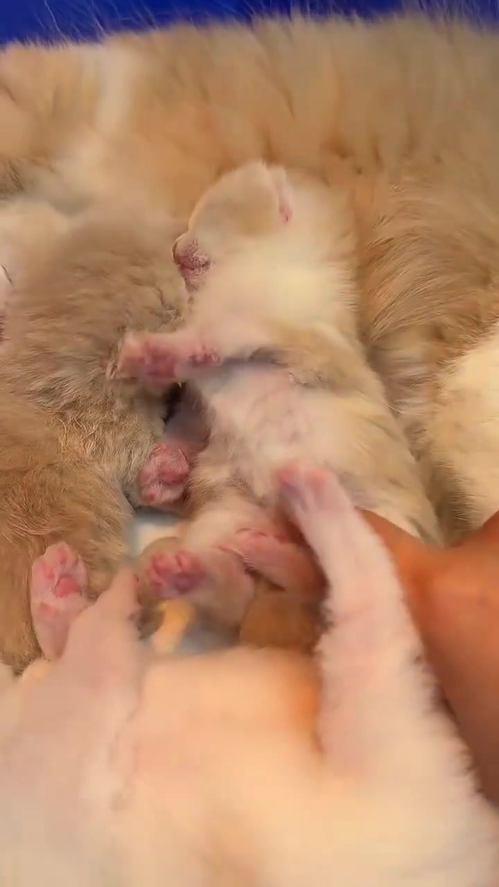 @gonzo_cats