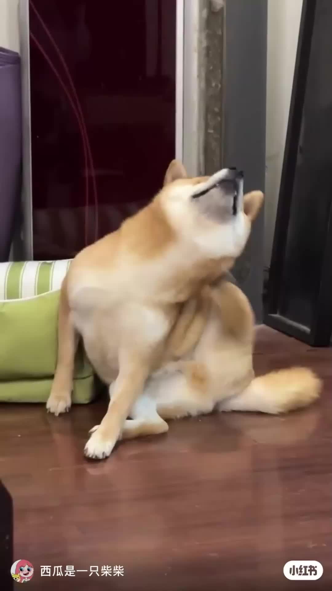 @cook00