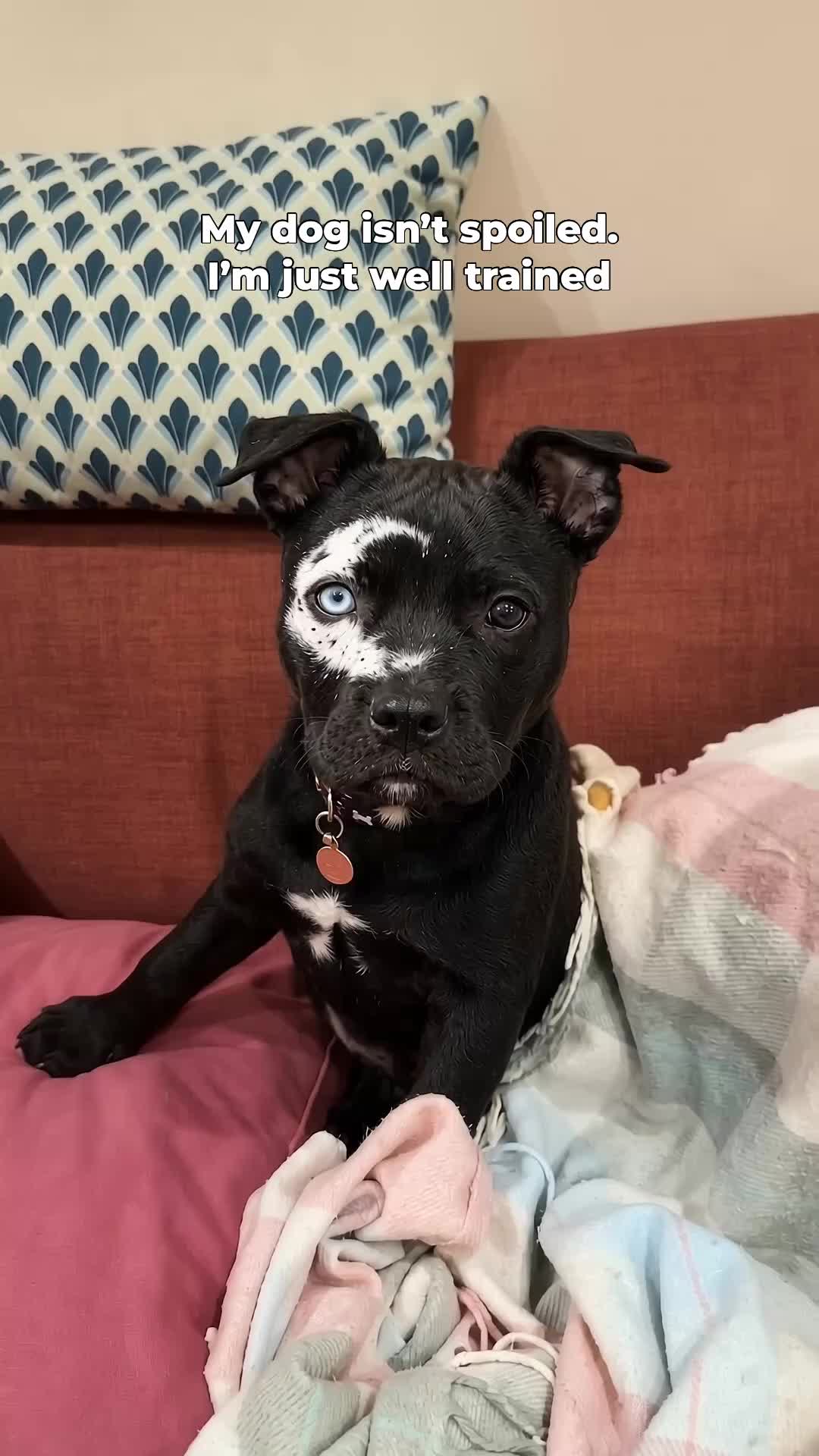 @moonfetches