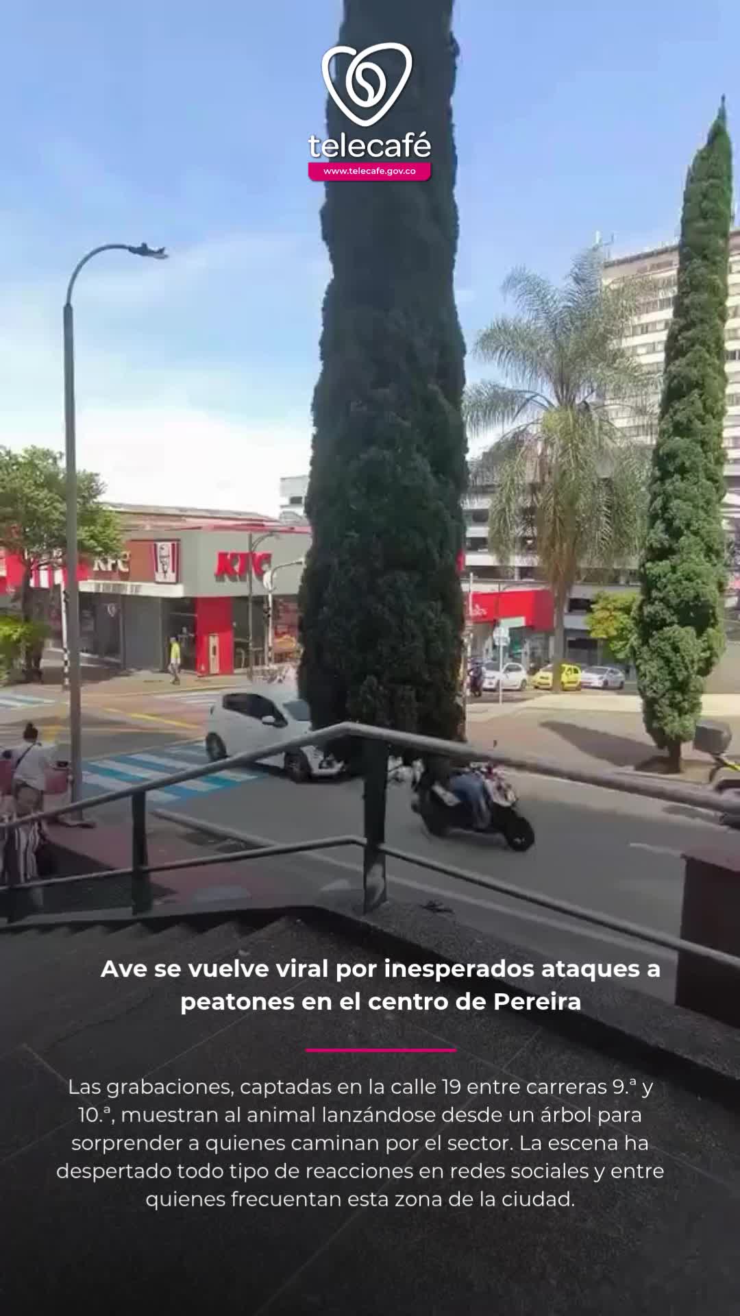 @Canal Telecaf&eacute;