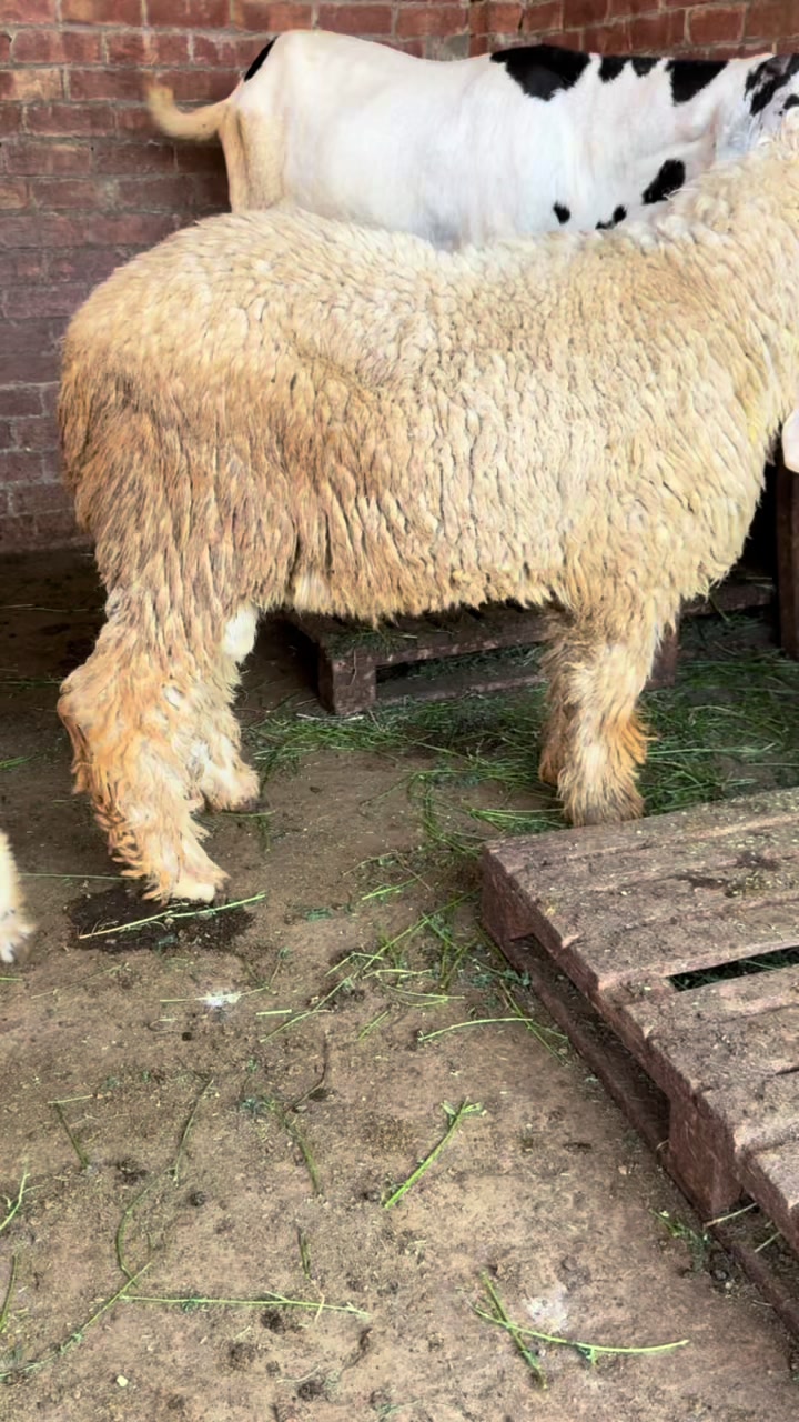 @Shiraz livestock