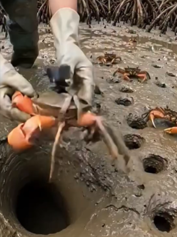 @Mundo dos Animais