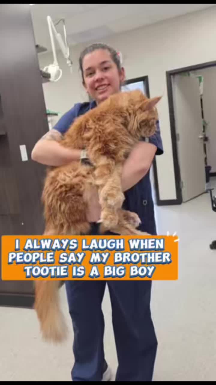 @Grapes the Maine Coon