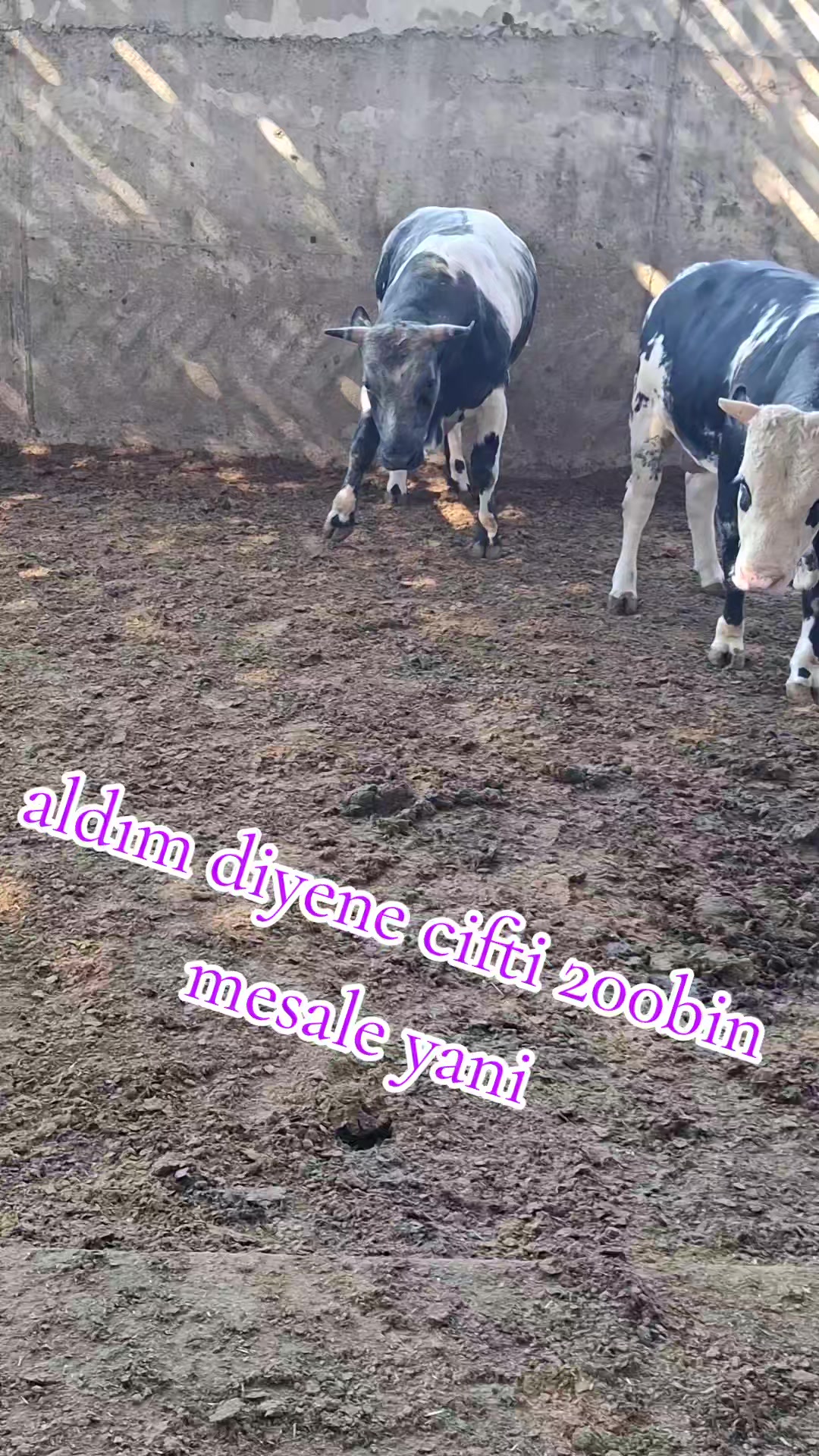 @fenomen besici