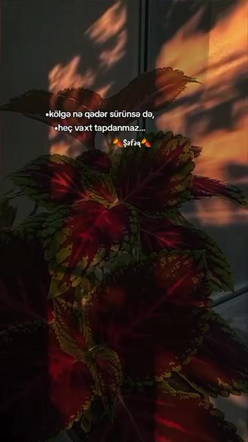 @🍂ŞƏFƏQ🍂