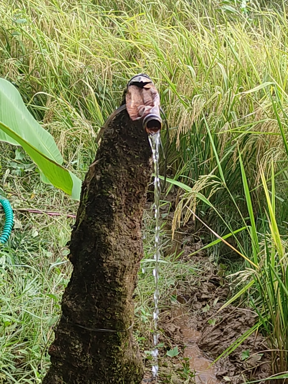 @WARIS BOR